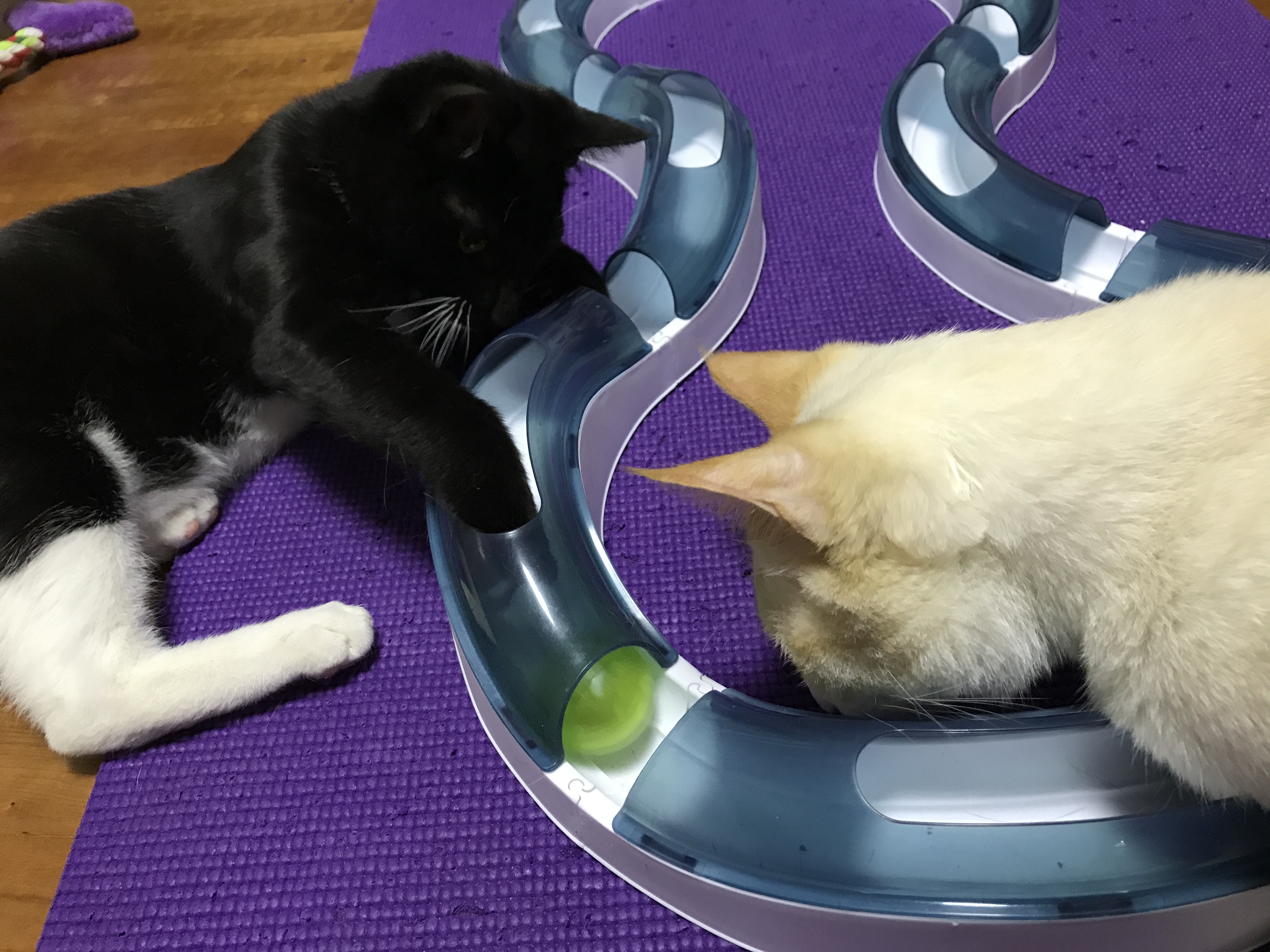 레옹(강철이) 입양후기 3번째 💛