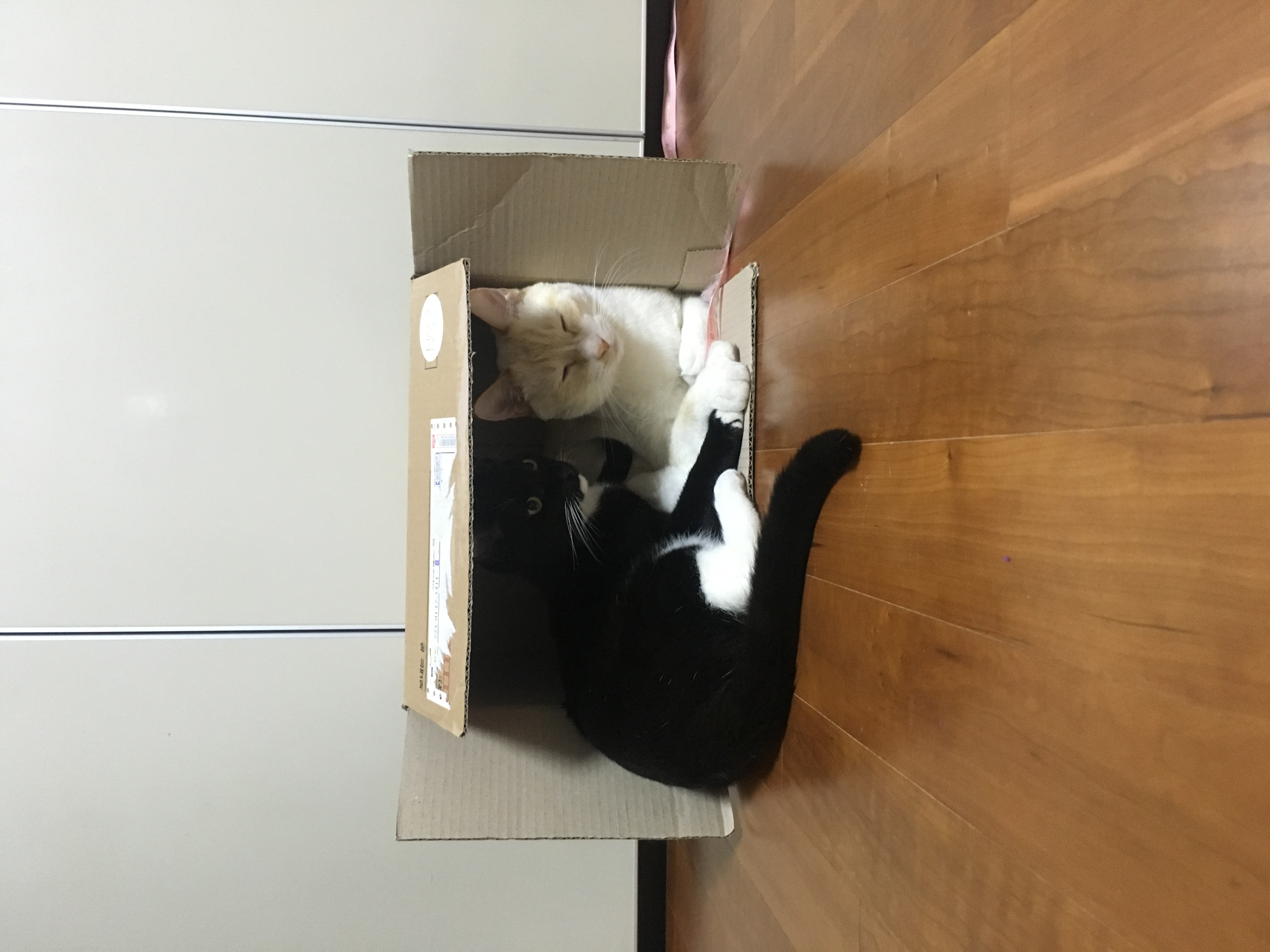 레옹(강철이) 입양후기 3번째 💛