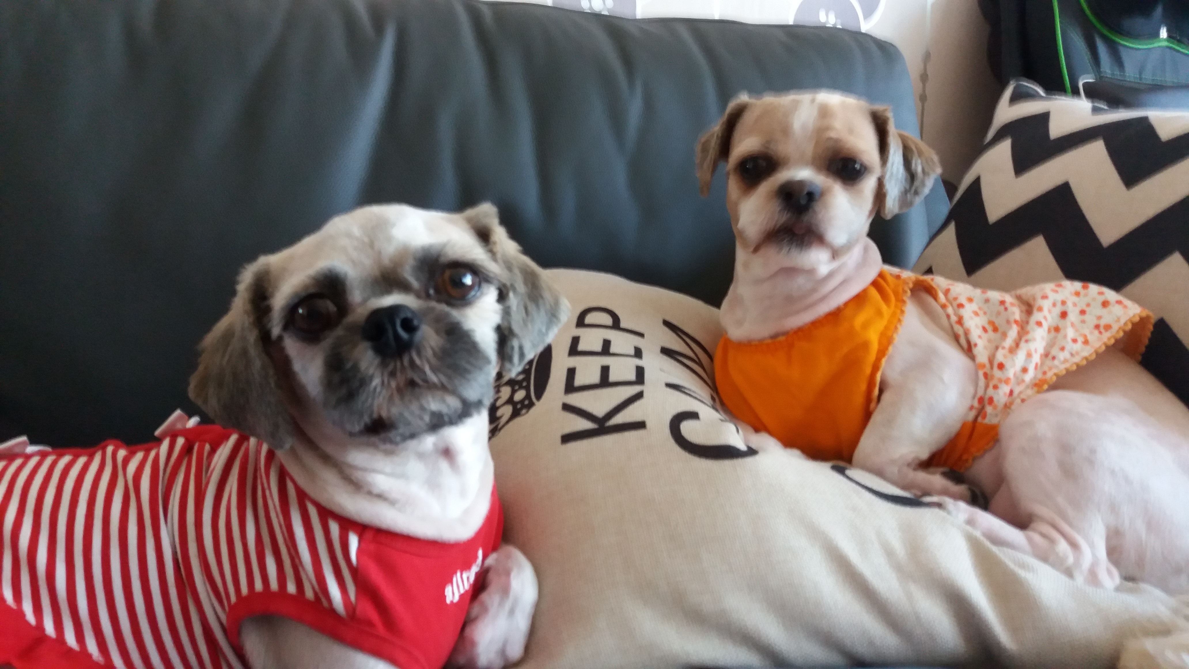 마음이(지금이름은 연두)