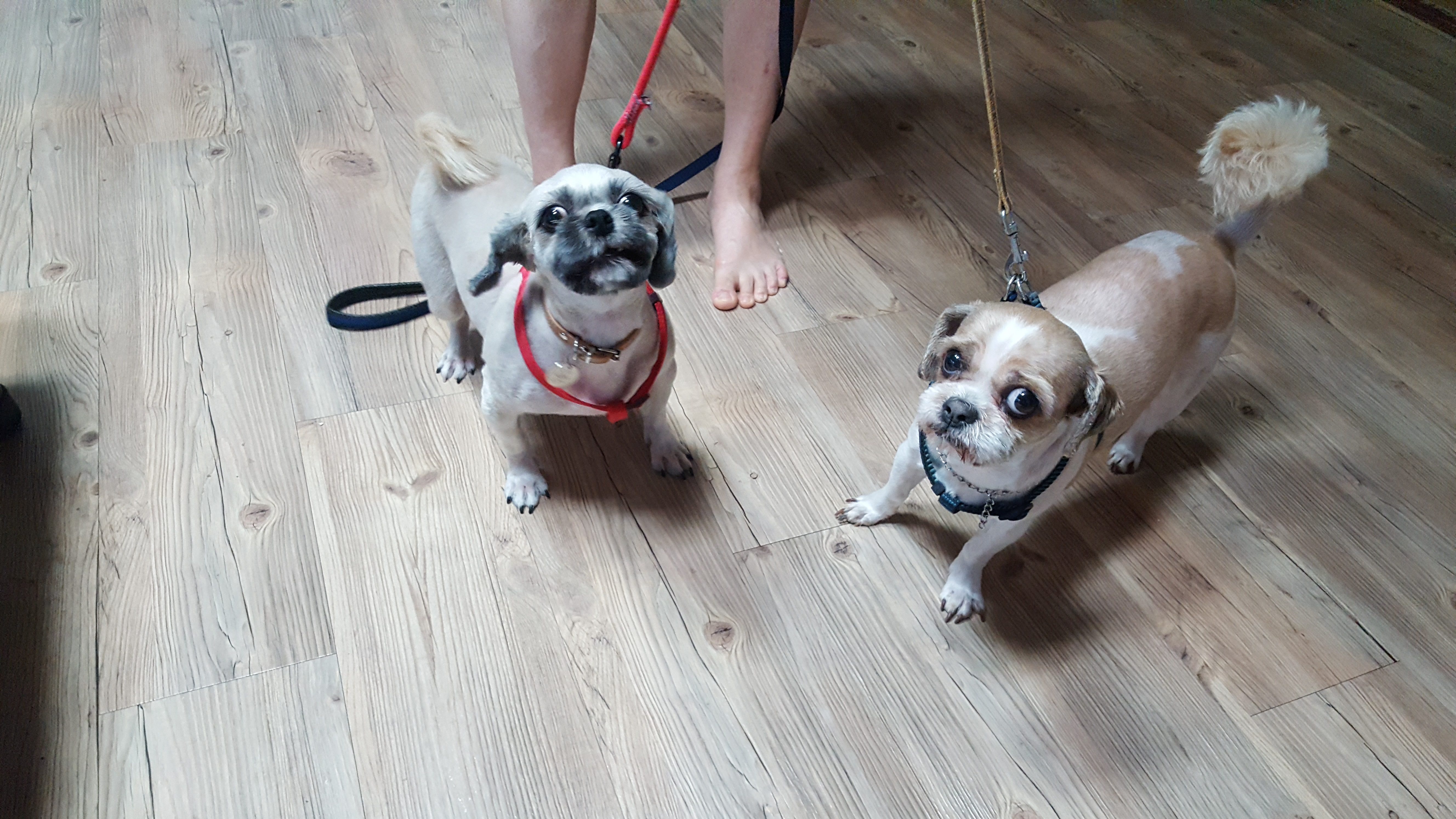 마음이(지금이름은 연두)