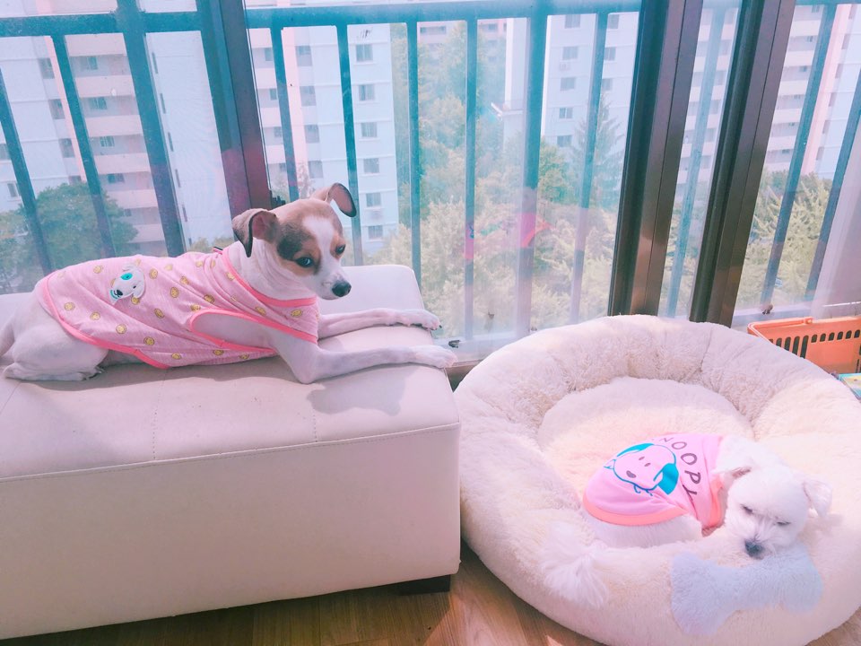 다복이의 5번째 생일^^