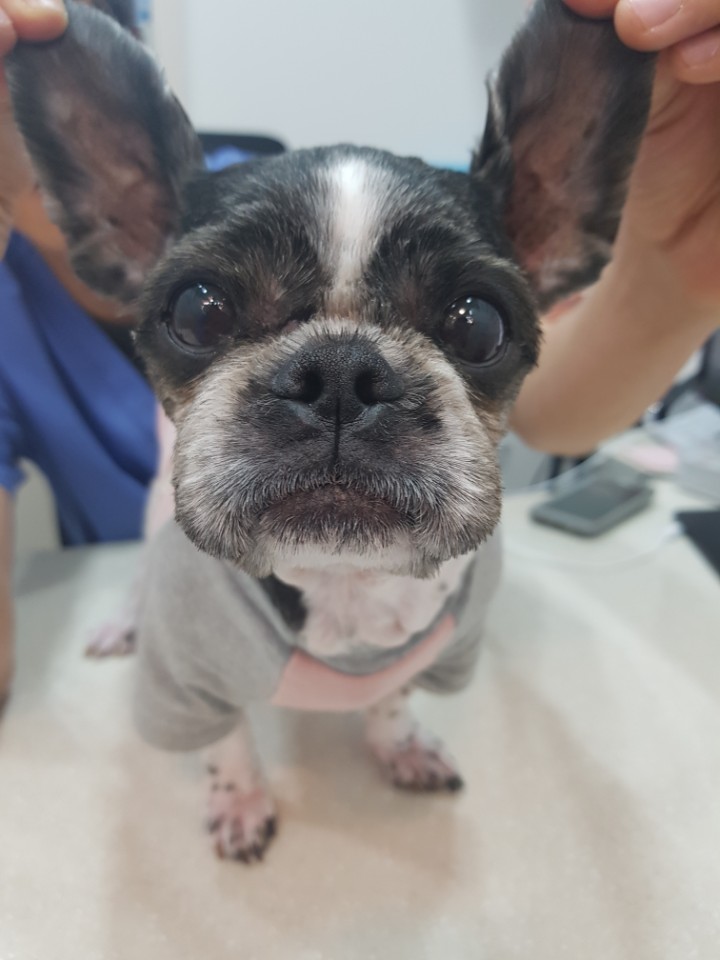 머털이 세번째 입양후기입니다