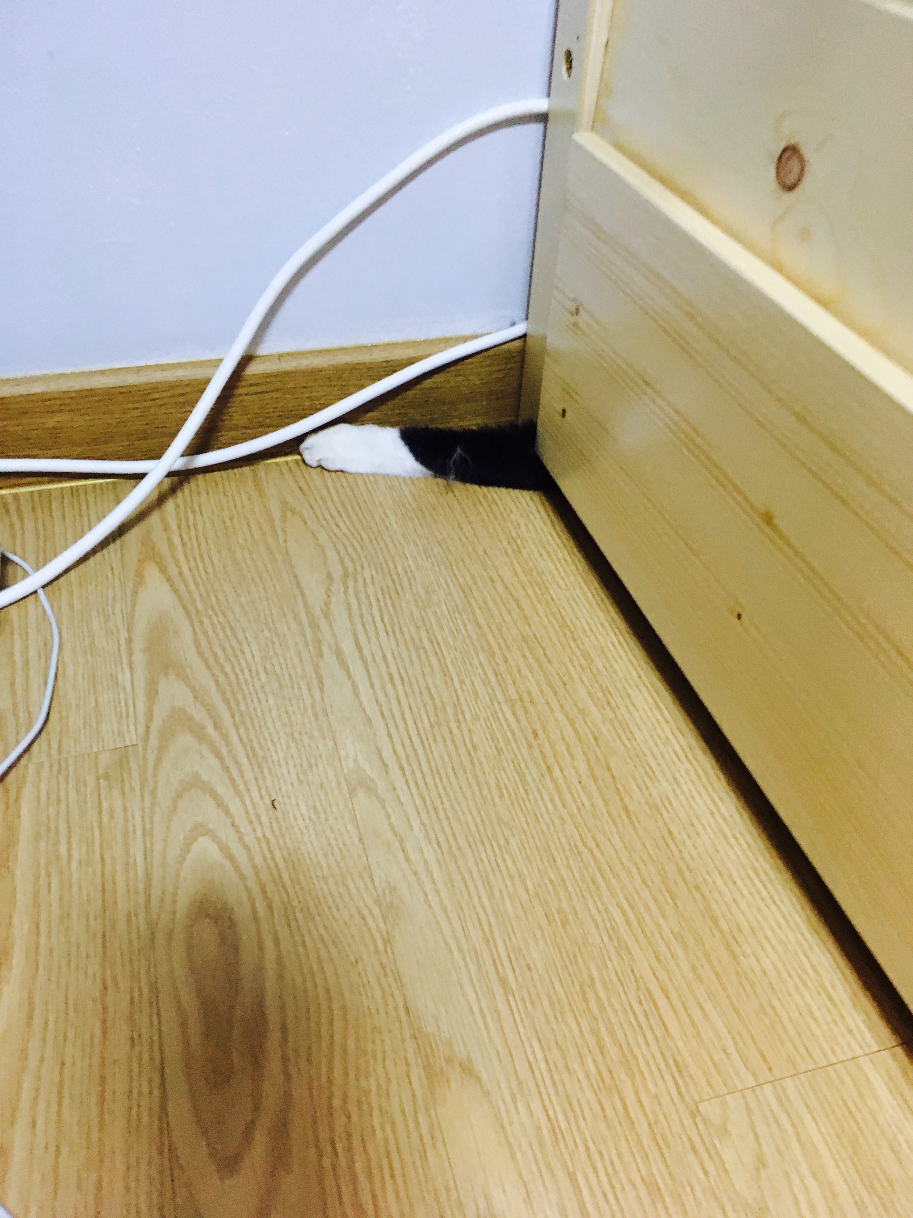 콩이가 온지도 벌써 1주일이 넘었네요