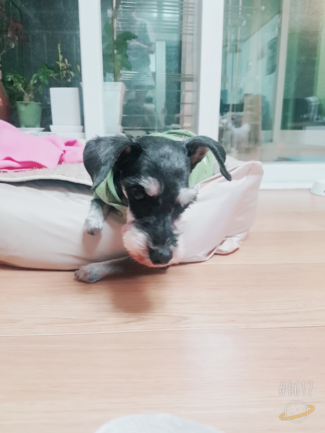 슈슈 입양후기 3차