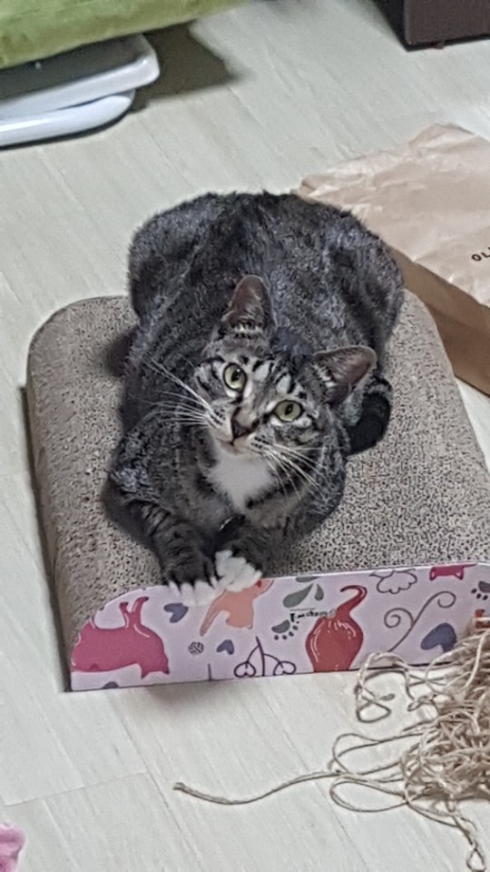 만두 (양이)  첫번재 입양후기 입니다.