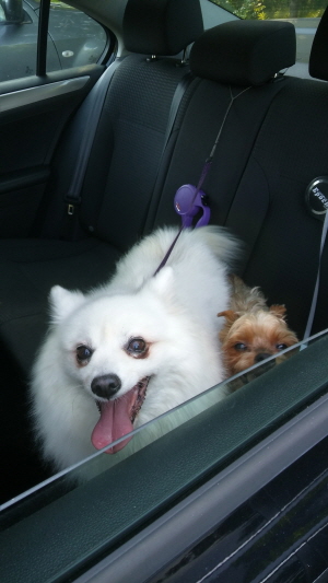 사과와 카라멜 캐나다에서 행복하게 살고있어요