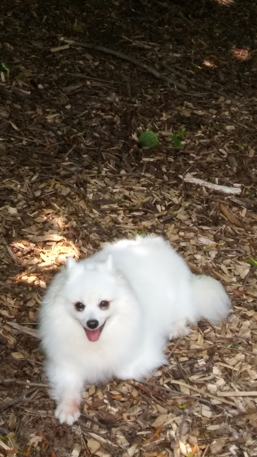 사과와 카라멜 캐나다에서 행복하게 살고있어요