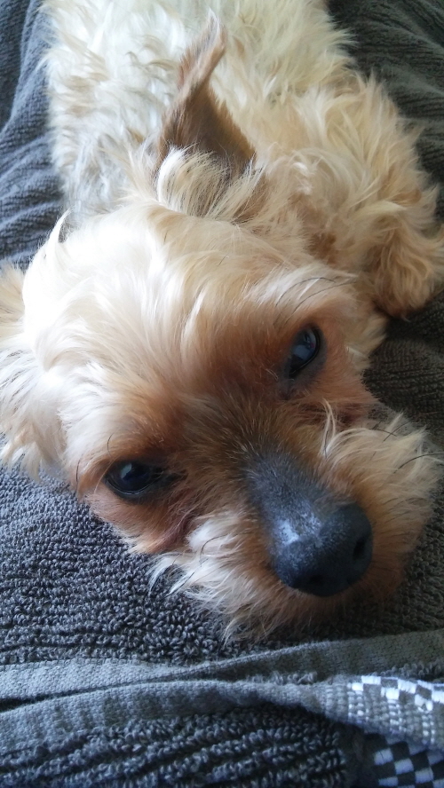 사과와 카라멜 캐나다에서 행복하게 살고있어요