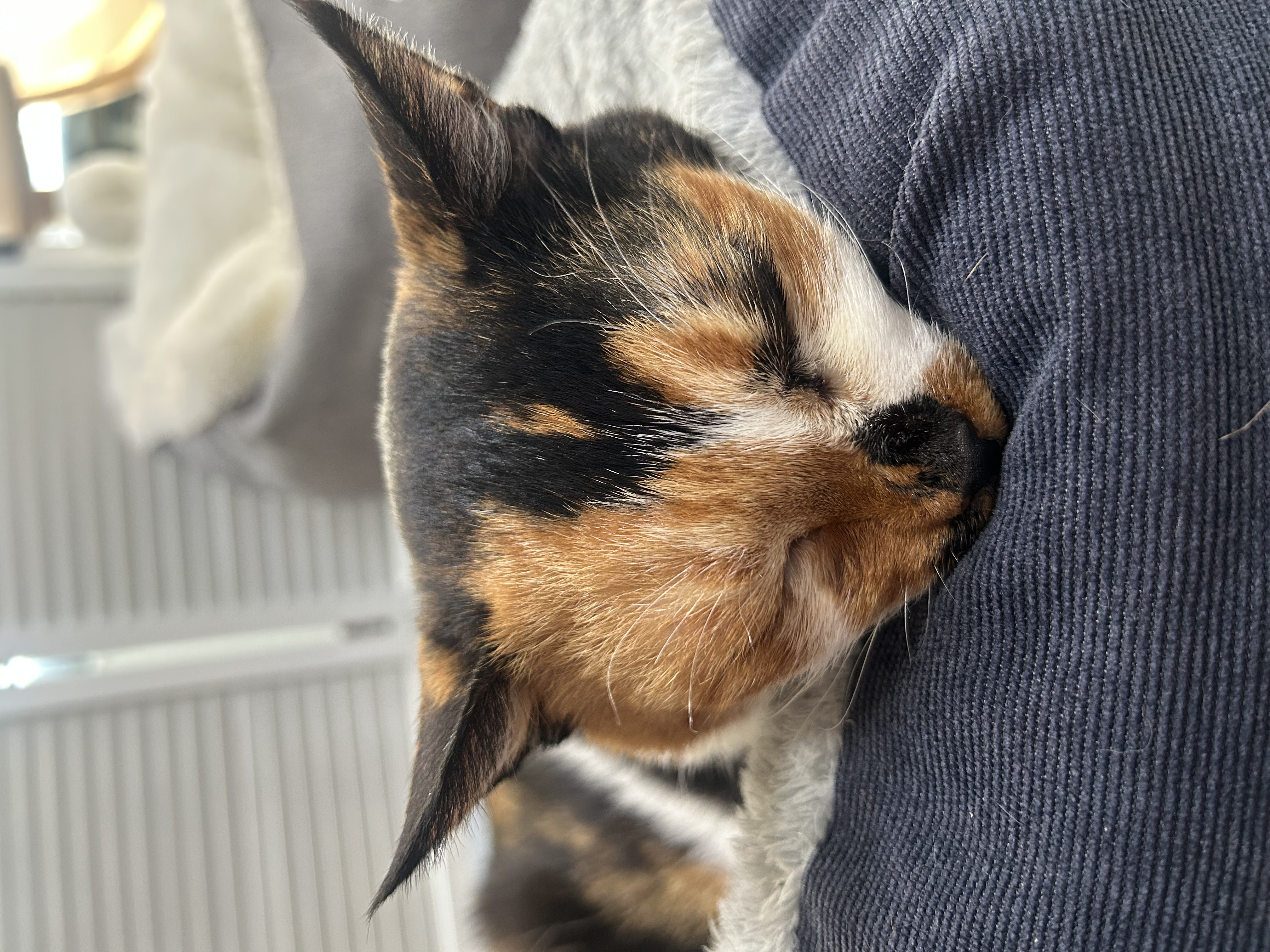 달이(달냥이) 가 벌써 석달째