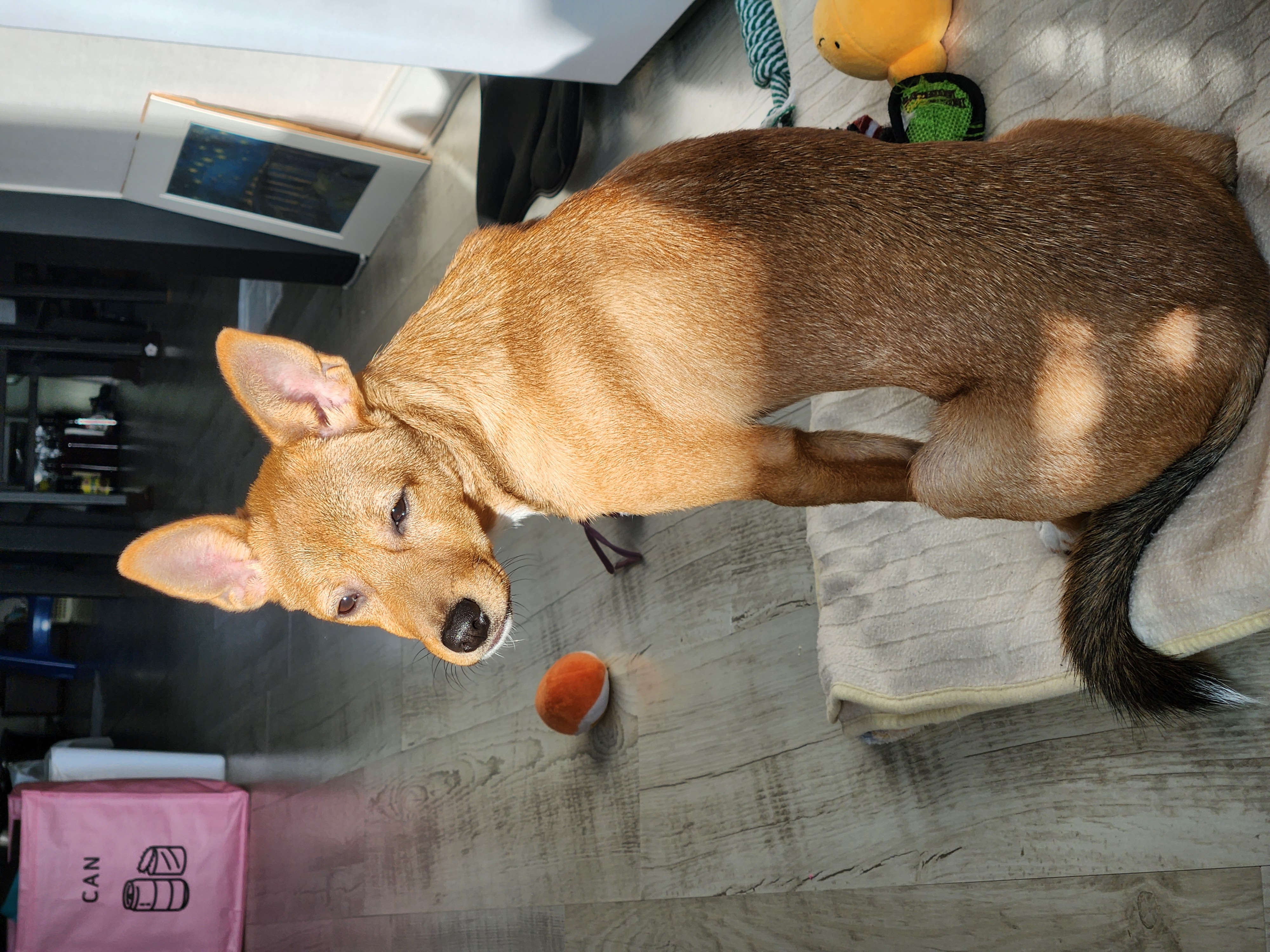 수온(구.다다) 입양 3개월, 생후 5개월 모습