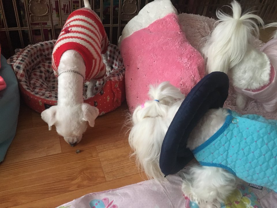 시흥불법번식장에서 구조된 말티아가 임보후기입니다