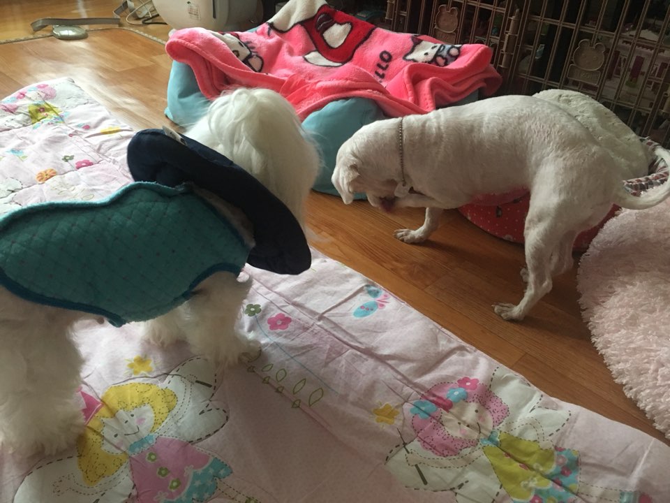 시흥불법번식장에서 구조된 말티아가 임보후기입니다