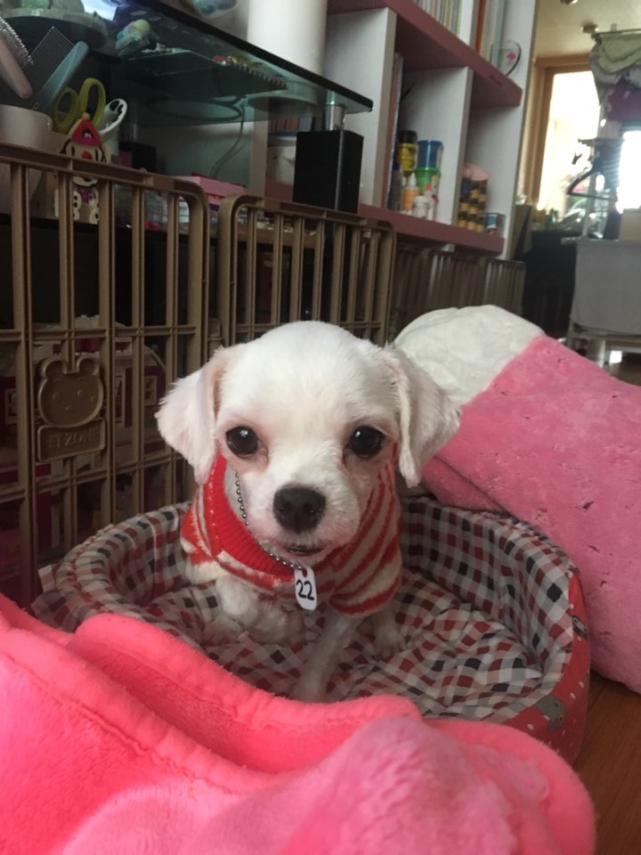 시흥불법번식장에서 구조된 말티아가 임보후기입니다