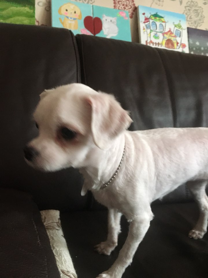 시흥불법번식장에서 구조된 말티아가 임보후기입니다