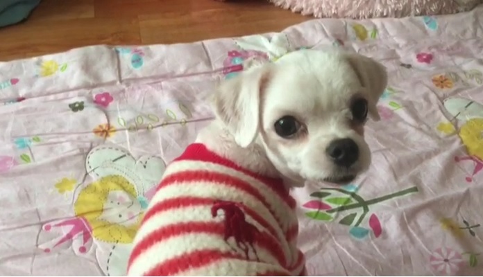 시흥불법번식장에서 구조된 말티아가 임보후기입니다