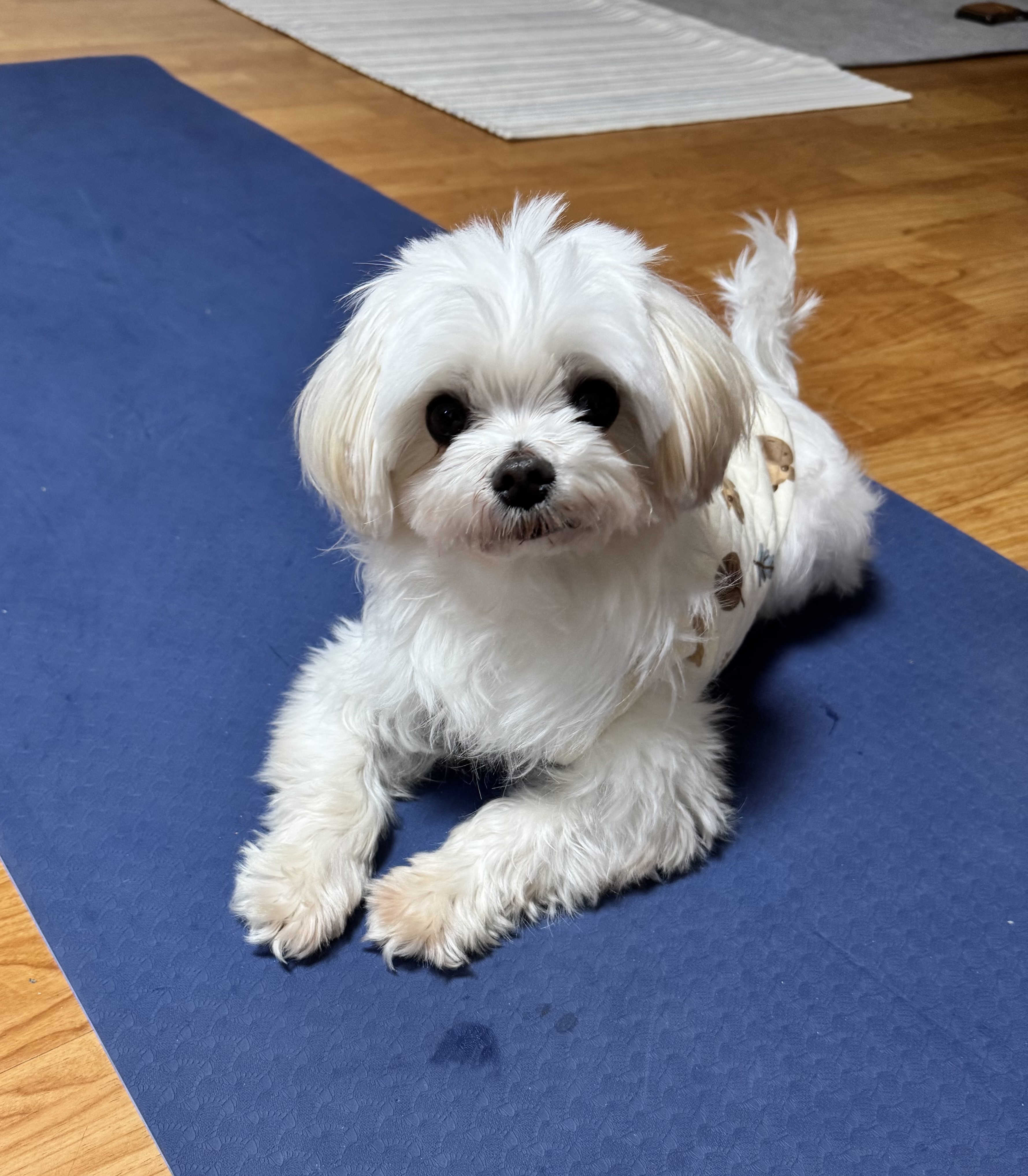 임보 7일차 세티 잘지내고 있어요~