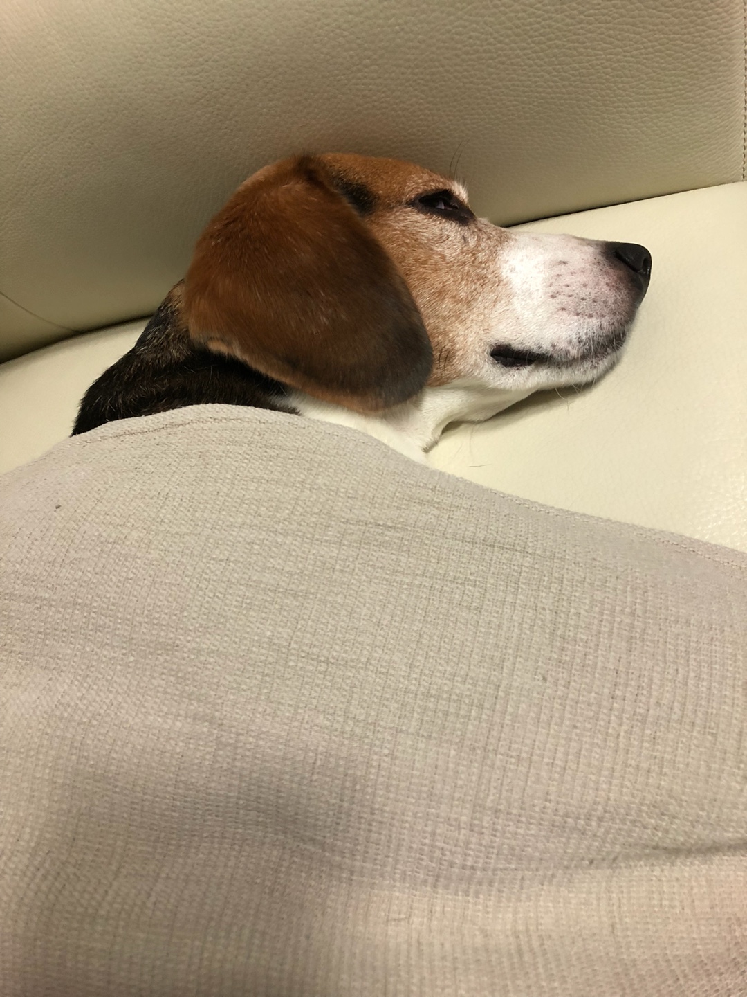 껌딱지 우버가 저에게 온지 1년이 되었어요