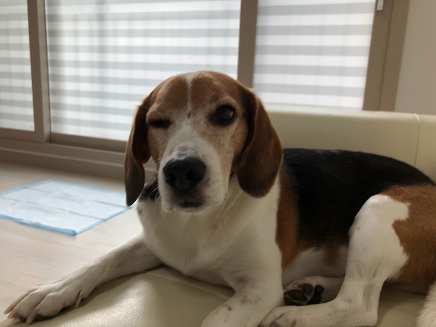 껌딱지 우버가 저에게 온지 1년이 되었어요