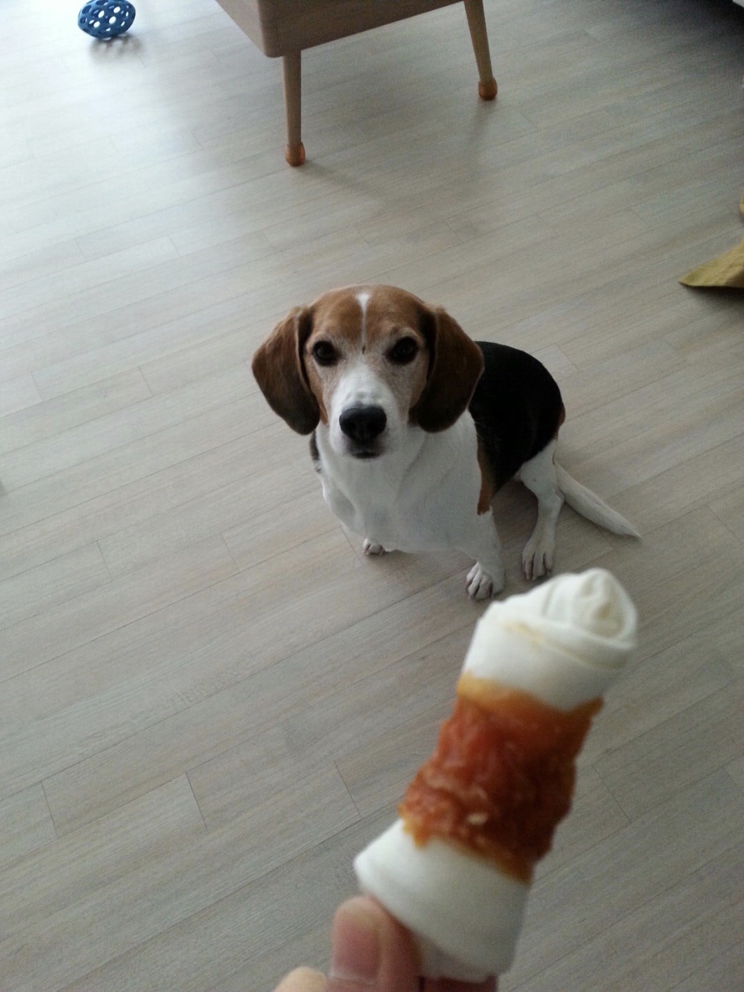 껌딱지 우버가 저에게 온지 1년이 되었어요