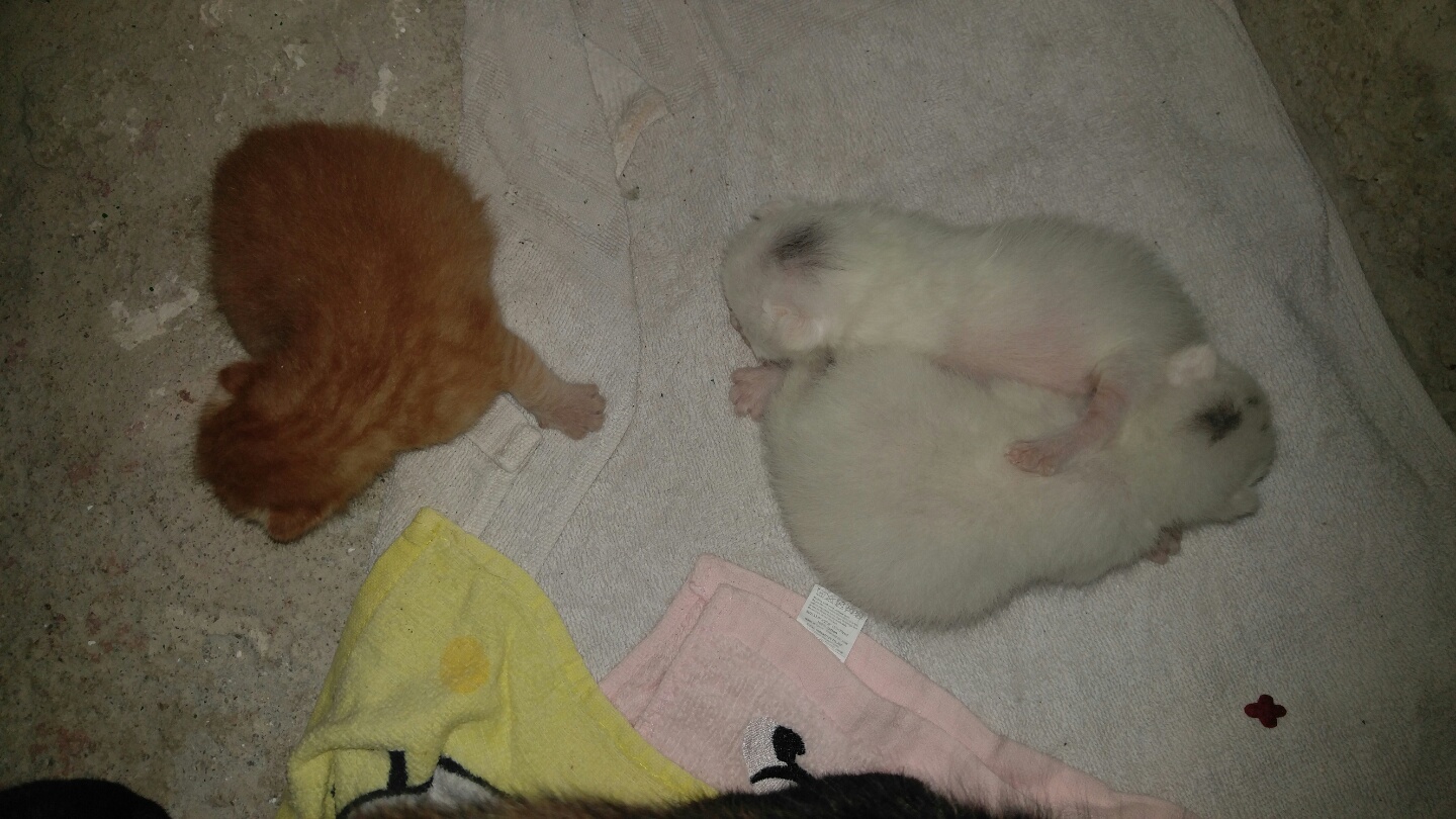 앵두, 정의를 떠나 새로 만난 길냥이들......(깜짝 놀라고 계실 횐님들 ㅎㅎ)