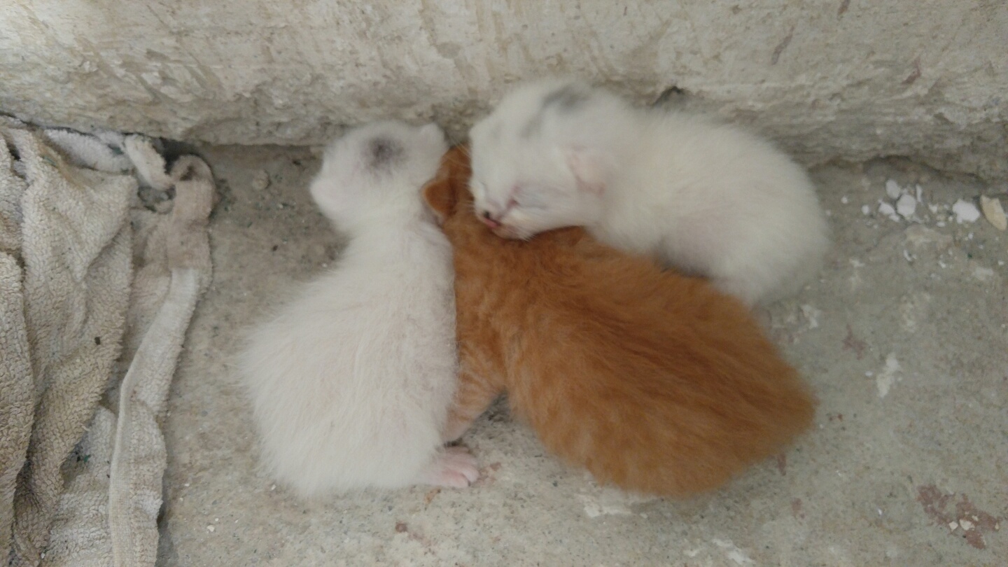 앵두, 정의를 떠나 새로 만난 길냥이들......(깜짝 놀라고 계실 횐님들 ㅎㅎ)