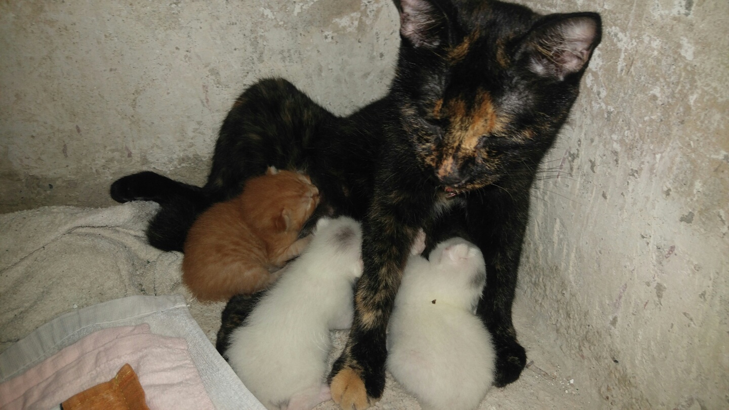 앵두, 정의를 떠나 새로 만난 길냥이들......(깜짝 놀라고 계실 횐님들 ㅎㅎ)