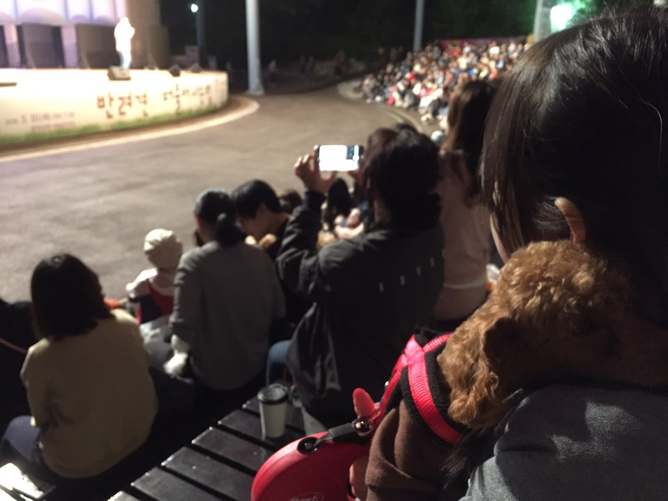 시흥 불법번식장에서 온 쪼리 한달째 후기 입니다.
