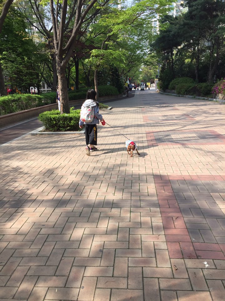 시흥 불법번식장에서 온 쪼리 한달째 후기 입니다.
