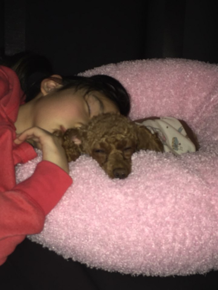 시흥 불법번식장에서 온 쪼리 한달째 후기 입니다.