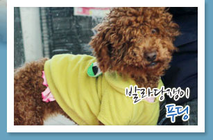 동그란 세상 속에 갇힌 푸딩이