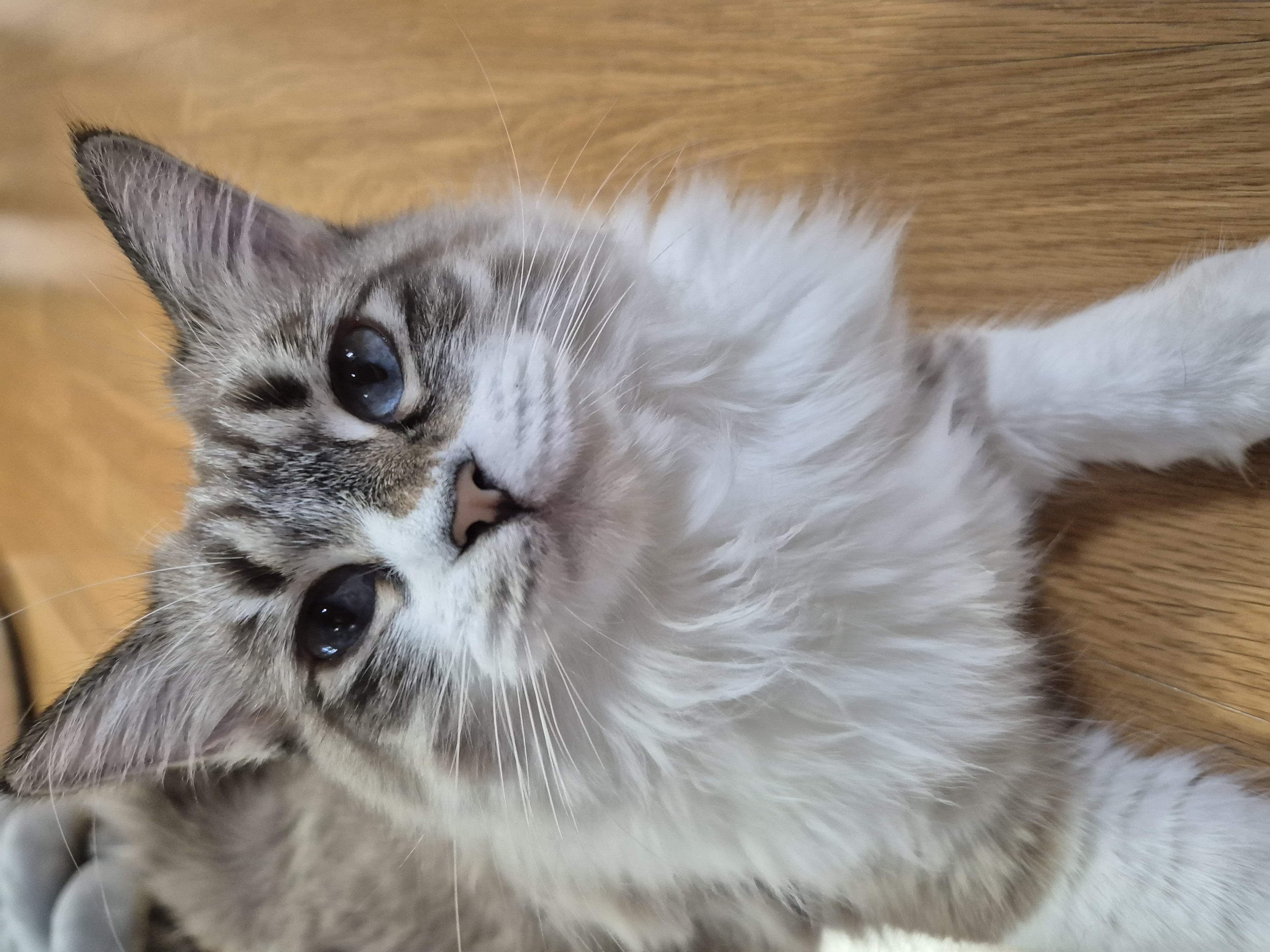 루나 (메리다) 6개월 입양후기