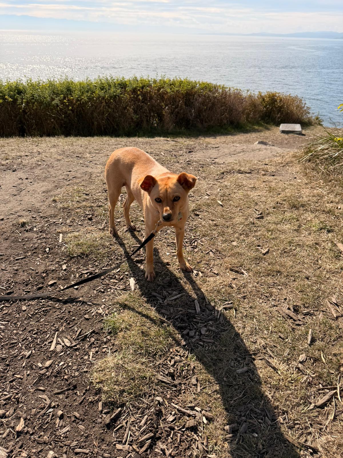 [해외입양] 캐나다 밴쿠버에서 전해온 '예스터' 소식💌
