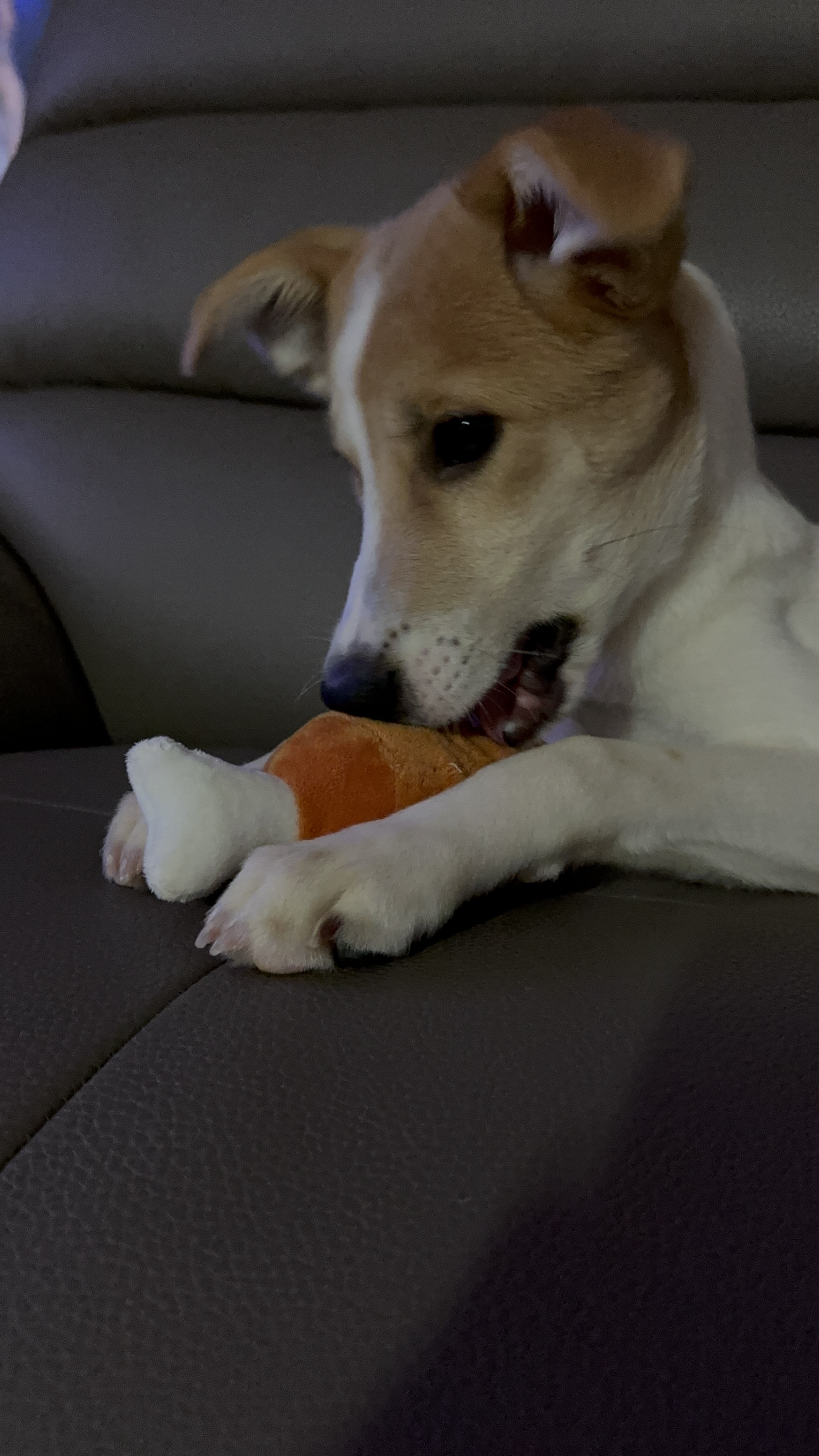 모디 (현재는 보리) 가 한가족된지 10일되었습니다