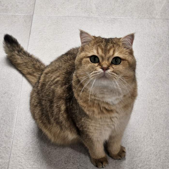 구두부 현마루가 가족이 된 지 2년째 후기입니다.