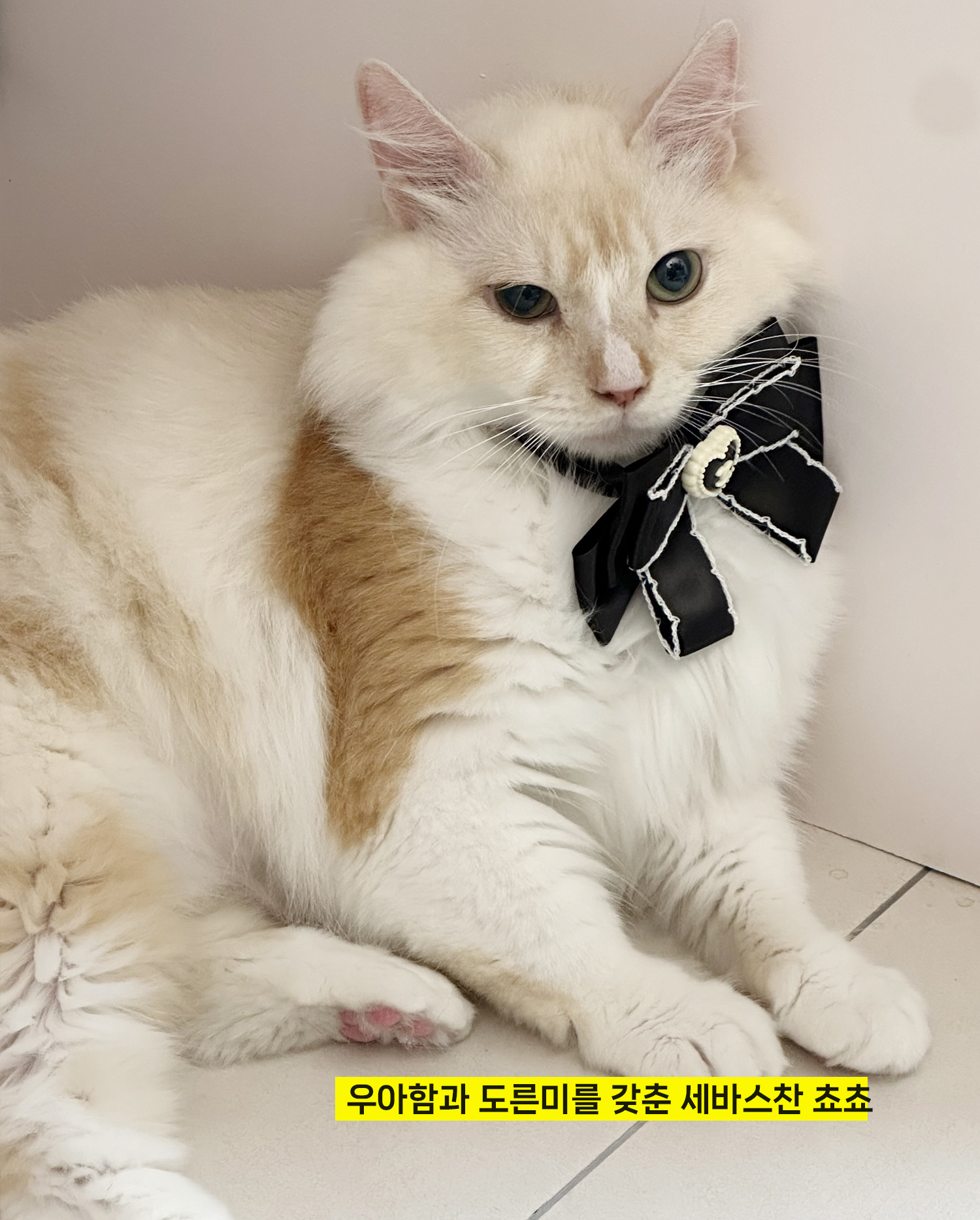 늠늠회장과 쵸쵸베비의 반년~