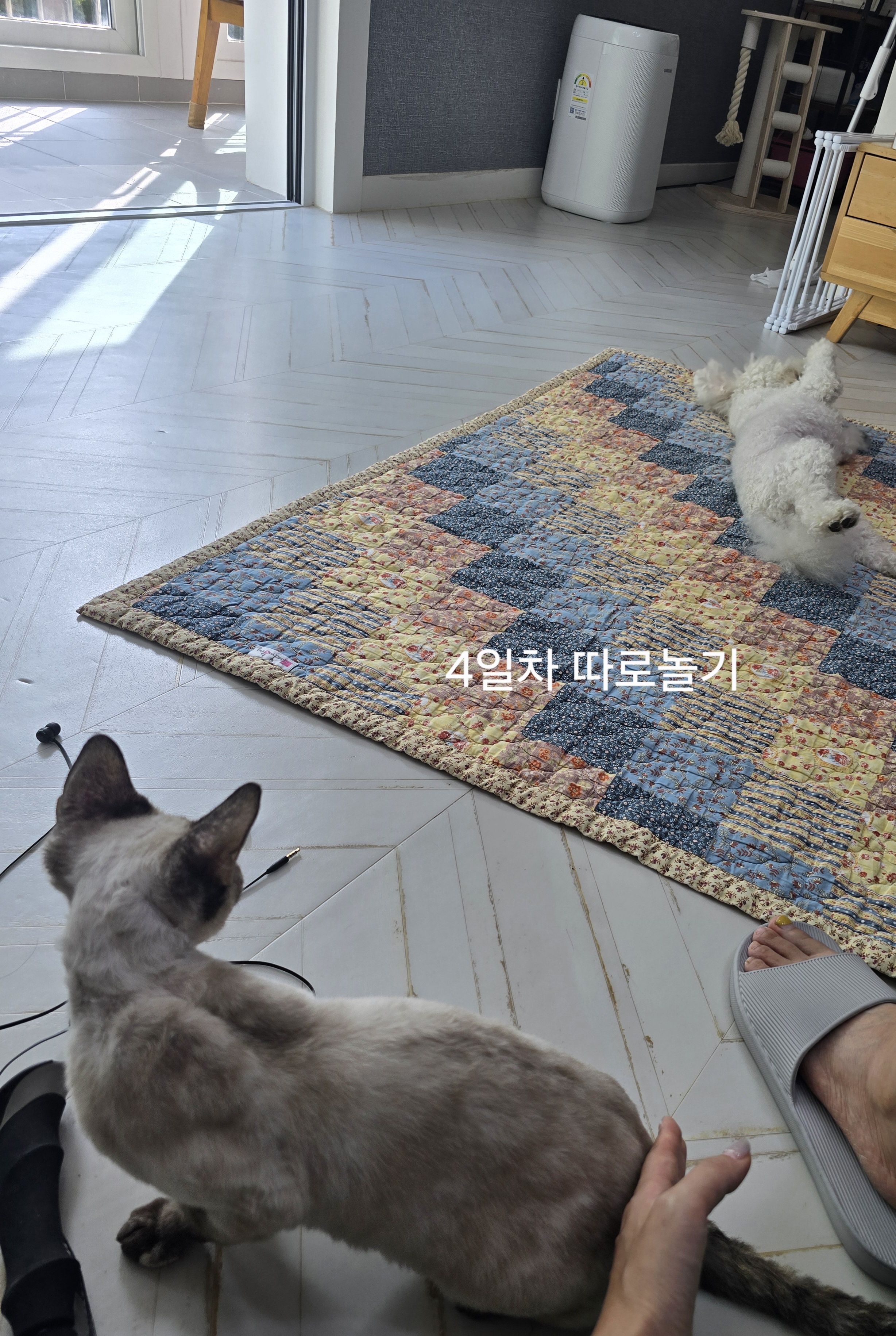 바다된 던이의 입양 일주일