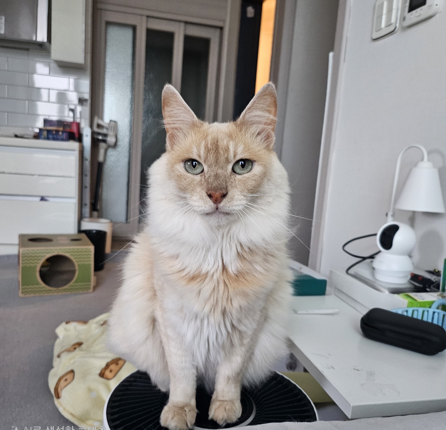 쟈냐깨냐(이순이 모이) 근황