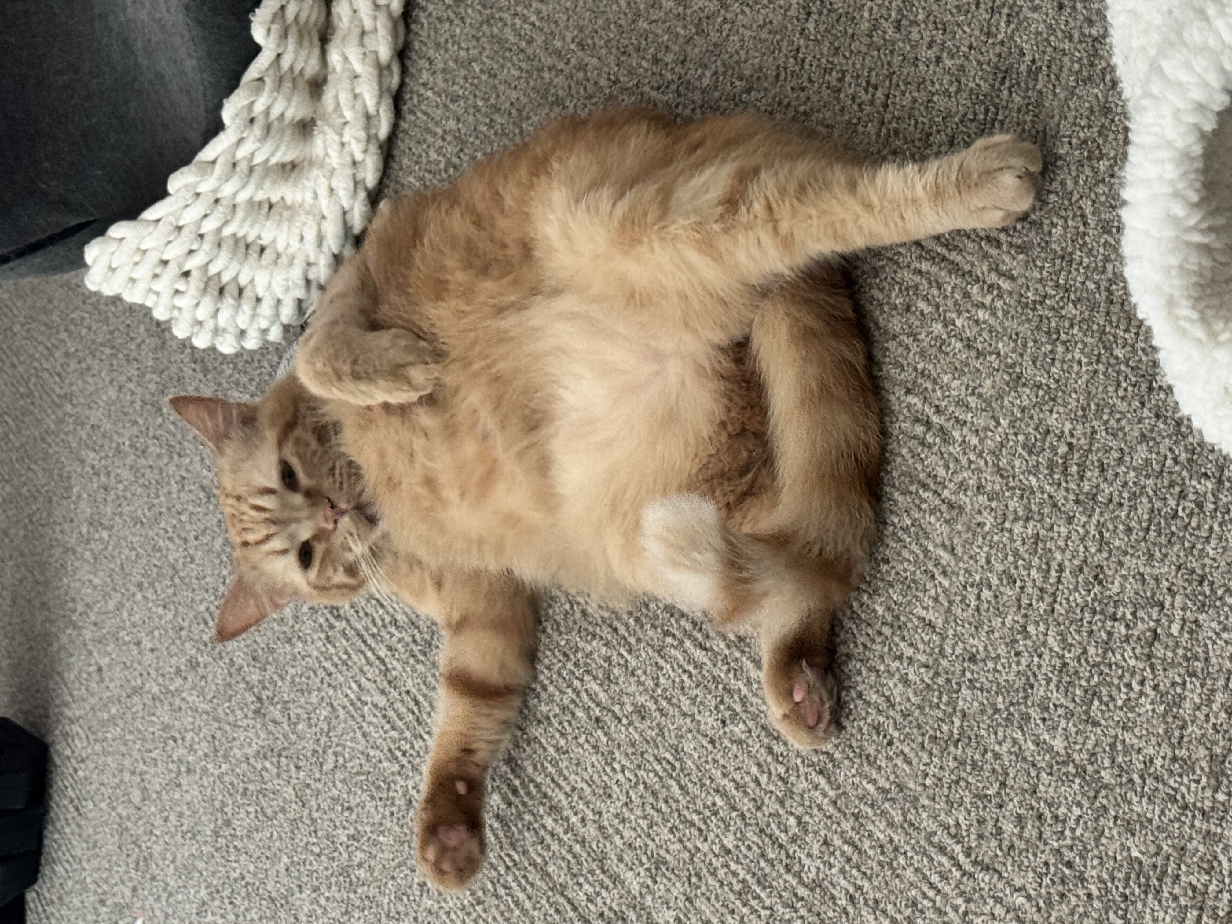 아련눈빛 에몽이 잊지 않으셨죠..?