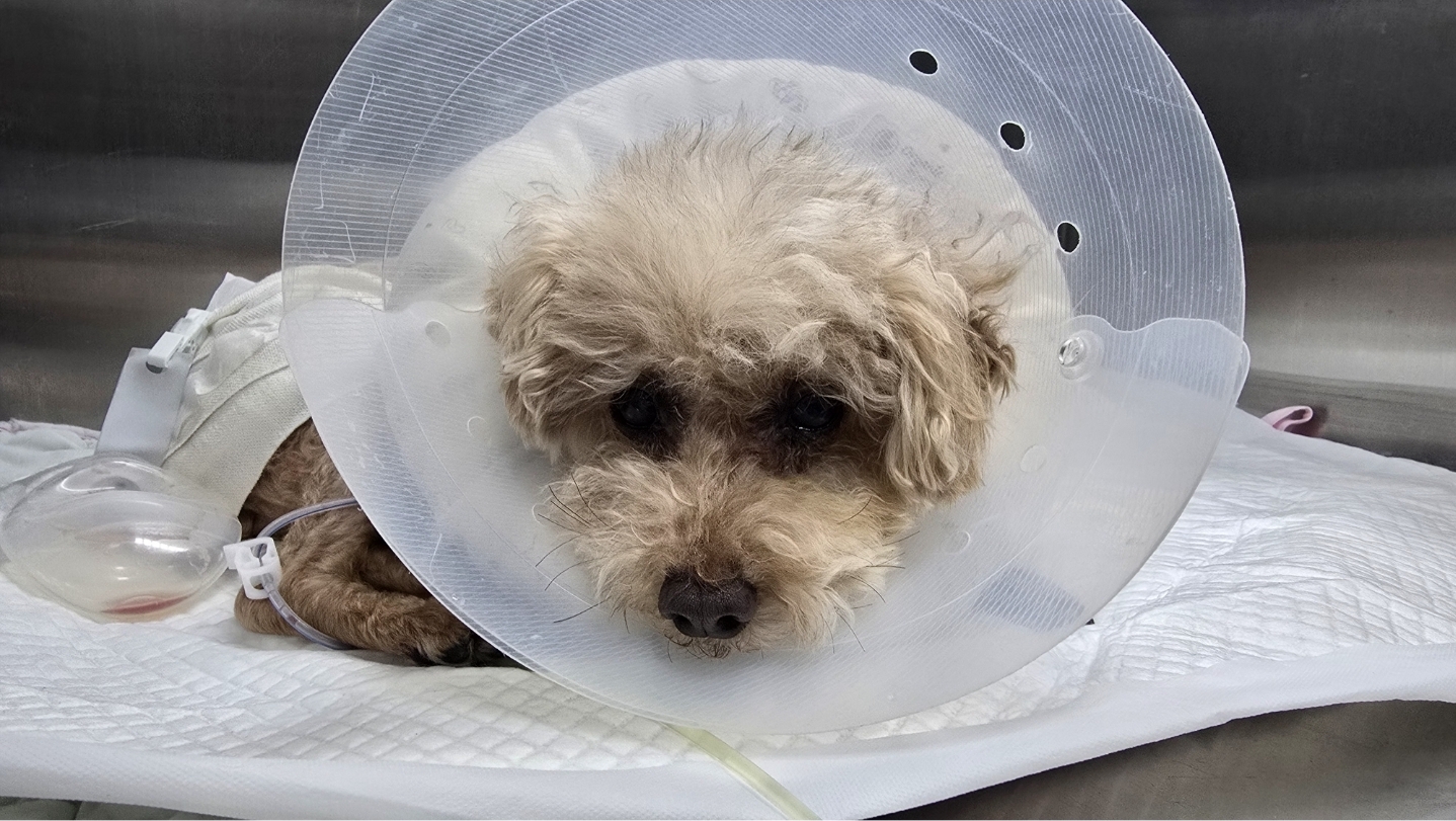 안녕하세요. 치치 소식 전합니다. (곤지암 강아지공장 구조견, 곤지암83)