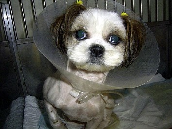 겨울이 입양기 - 1