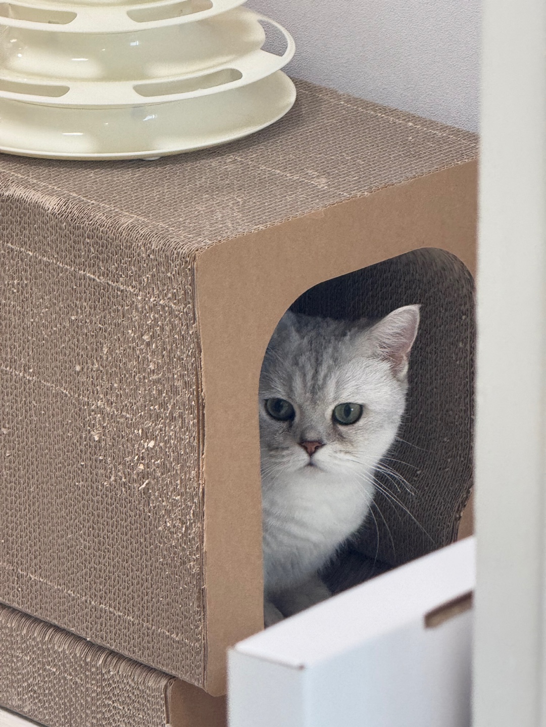 망고(달희)와 함께 벌써 3개월