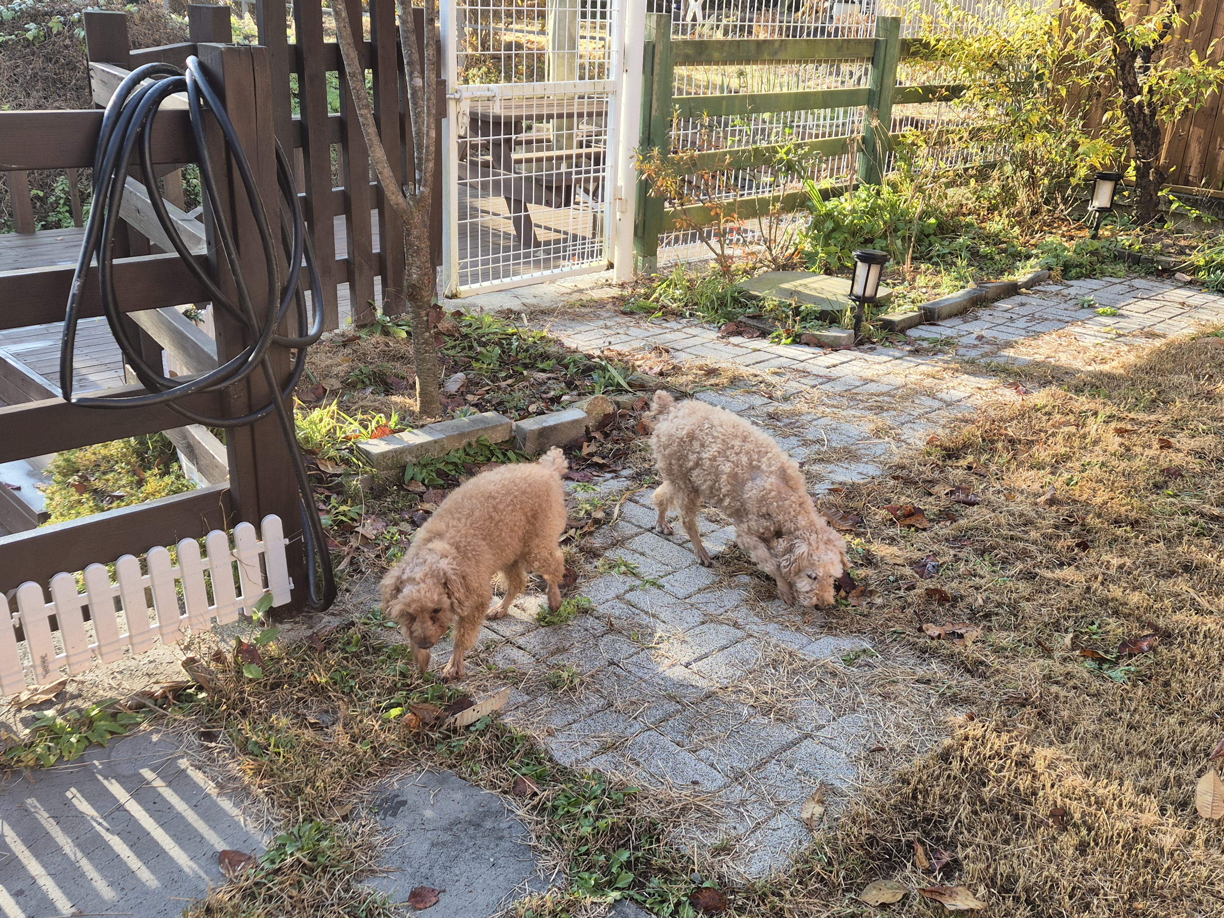 해랑이와 배순이