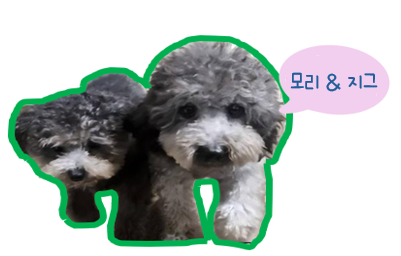 모리 입양 & 지그 임보_1개월차 후기입니다~