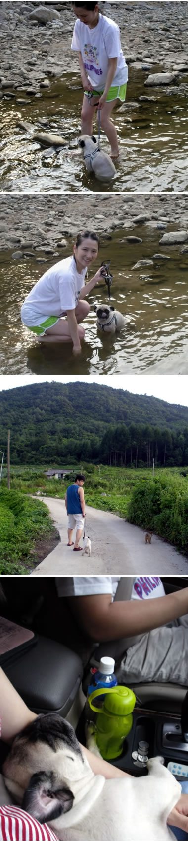 임산부와 퍼그 휴가가기