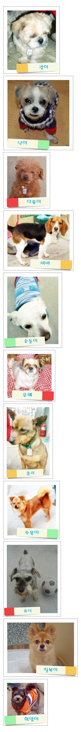 [입양동물과의만남] 저희와 함께 파트너가 되주실래요?