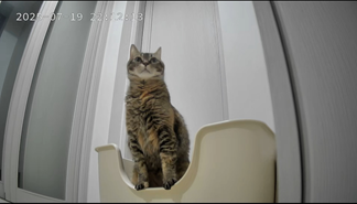 마동이(현 후추)의 일주일 이야기