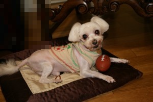 미식축구에도 도전을..