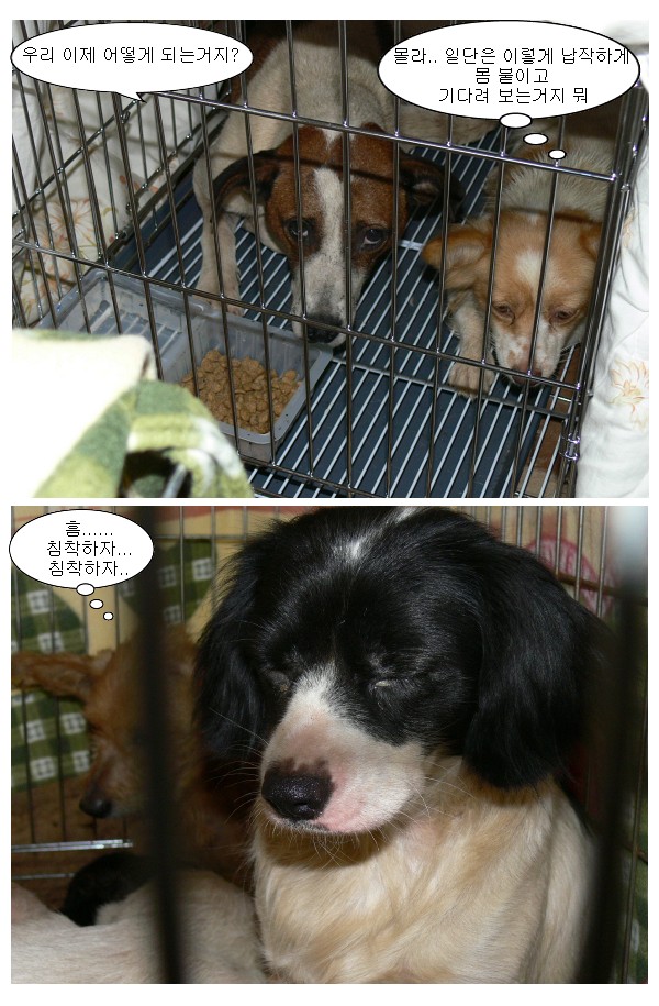 기죽은 녀석들-생명의 집