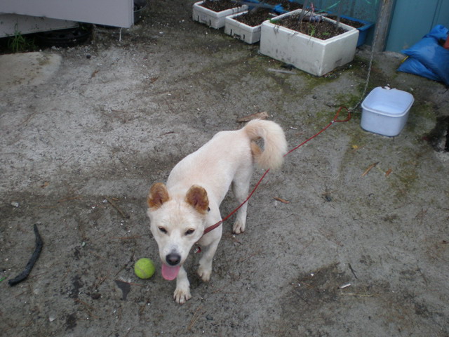 복돌이 배달(?) 잘 끝냈습니다.