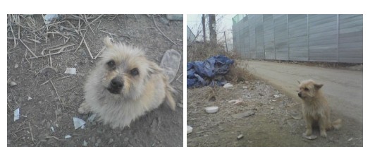 분당에서 갈색푸들을 찾고있네요..